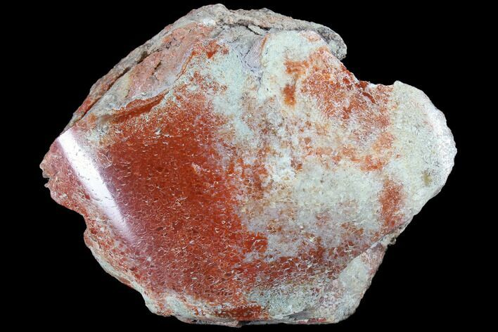 Polished Dinosaur Bone (Gembone) Section - Colorado #86834